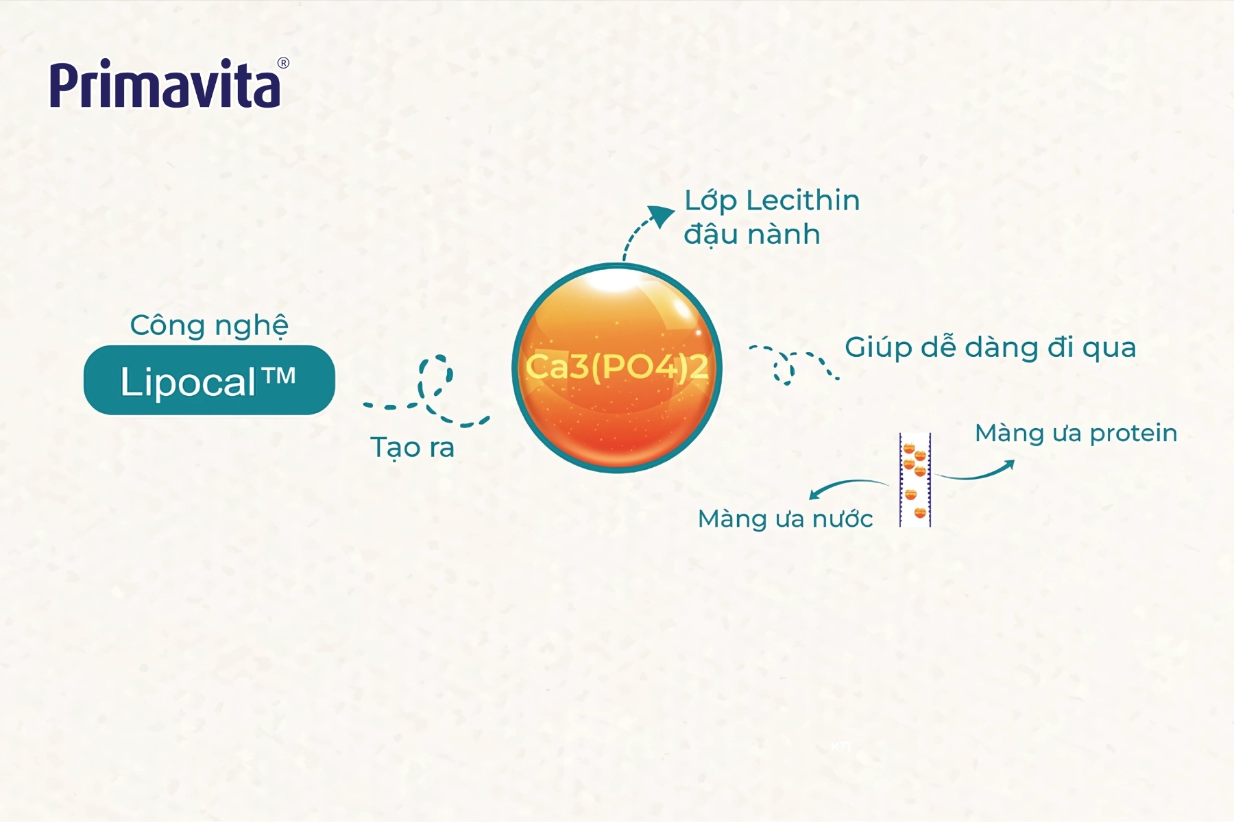 Canxi lipocal