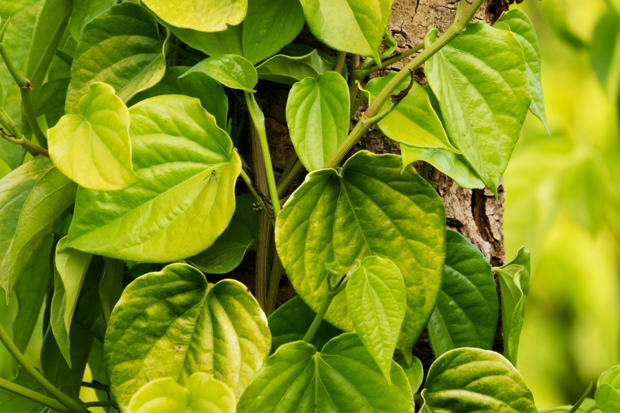 Lá tắm cho trẻ bị rôm sảy 